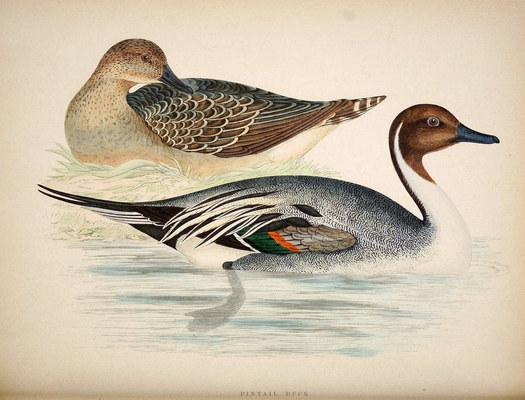 British game birds and wildfowl /.London :Groombridge and Sons . ,1855.  | Birds "Game and game-birds" "Great Britain" "Pictorial works" | Vintage Print Reproduction 464240