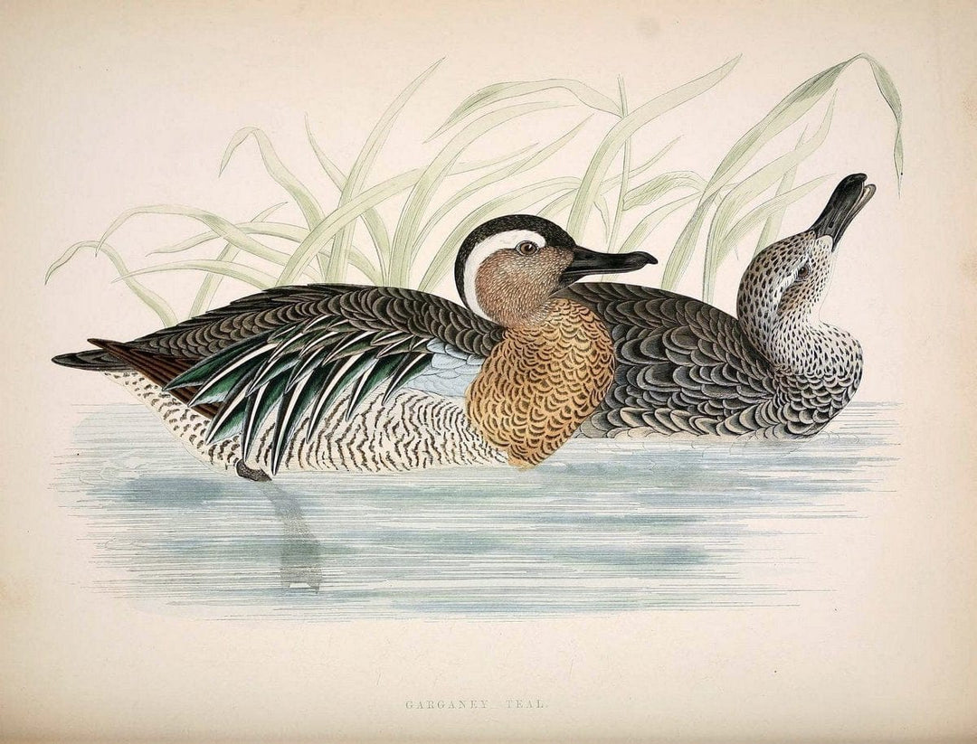 British game birds and wildfowl /.London :Groombridge and Sons . ,1855.  | Birds "Game and game-birds" "Great Britain" "Pictorial works" | Vintage Print Reproduction 464243