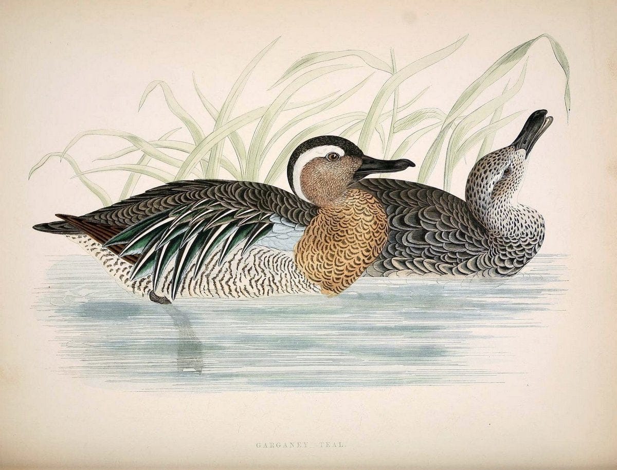 British game birds and wildfowl /.London :Groombridge and Sons . ,1855.  | Birds "Game and game-birds" "Great Britain" "Pictorial works" | Vintage Print Reproduction 464243