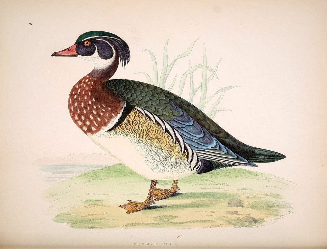 British game birds and wildfowl /.London :Groombridge and Sons . ,1855.  | Birds "Game and game-birds" "Great Britain" "Pictorial works" | Vintage Print Reproduction 464244