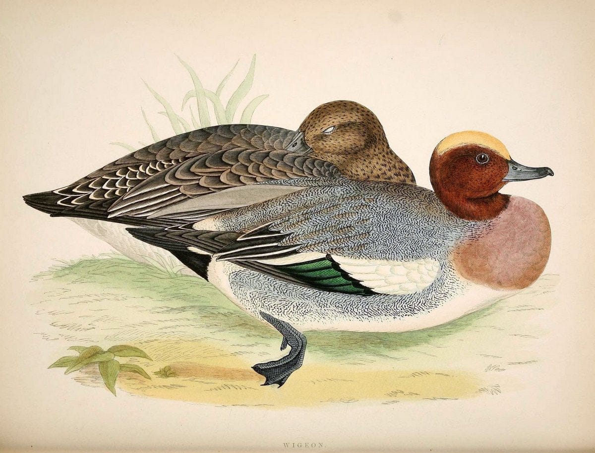 British game birds and wildfowl /.London :Groombridge and Sons . ,1855.  | Birds "Game and game-birds" "Great Britain" "Pictorial works" | Vintage Print Reproduction 464246