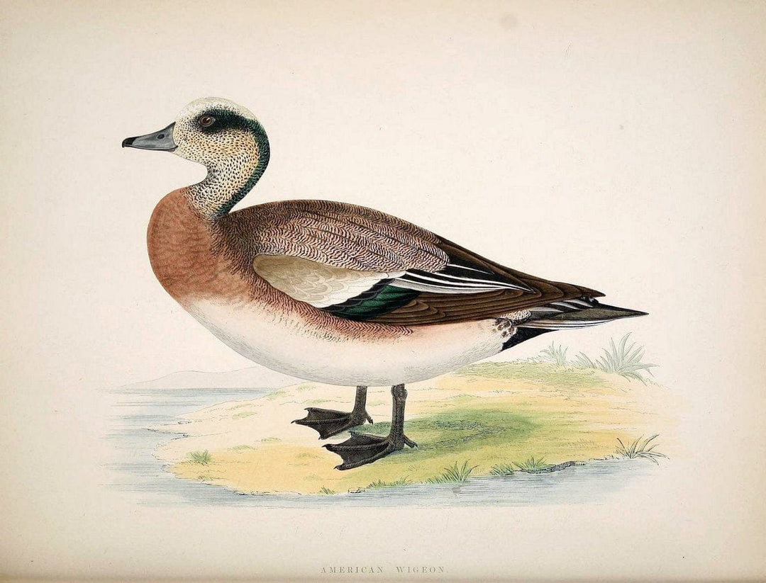 British game birds and wildfowl /.London :Groombridge and Sons . ,1855.  | Birds "Game and game-birds" "Great Britain" "Pictorial works" | Vintage Print Reproduction 464247