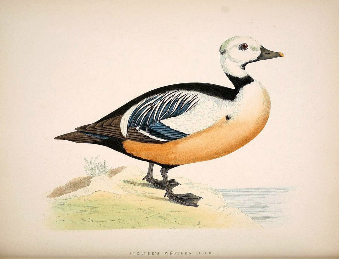 British game birds and wildfowl /.London :Groombridge and Sons . ,1855.  | Birds "Game and game-birds" "Great Britain" "Pictorial works" | Vintage Print Reproduction 464249