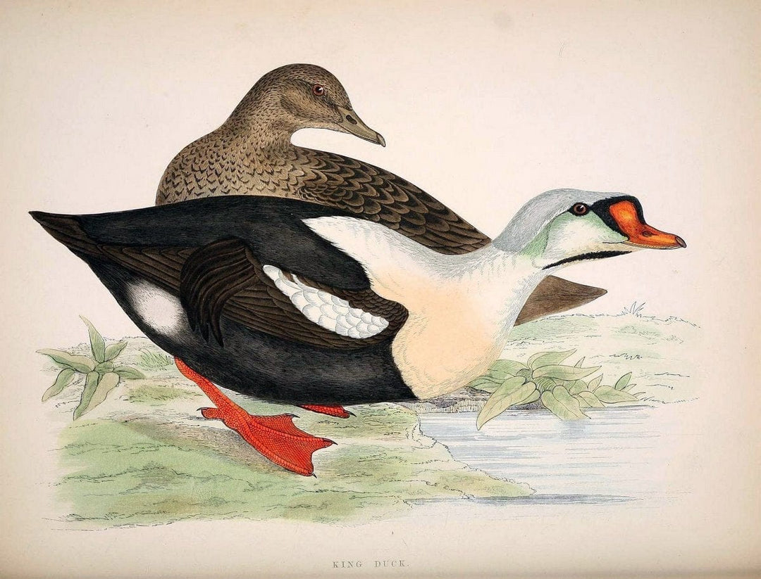 British game birds and wildfowl /.London :Groombridge and Sons . ,1855.  | Birds "Game and game-birds" "Great Britain" "Pictorial works" | Vintage Print Reproduction 464250