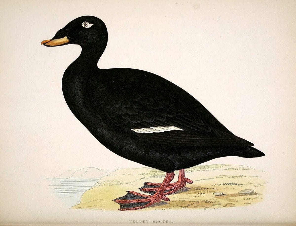 British game birds and wildfowl /.London :Groombridge and Sons . ,1855.  | Birds "Game and game-birds" "Great Britain" "Pictorial works" | Vintage Print Reproduction 464251