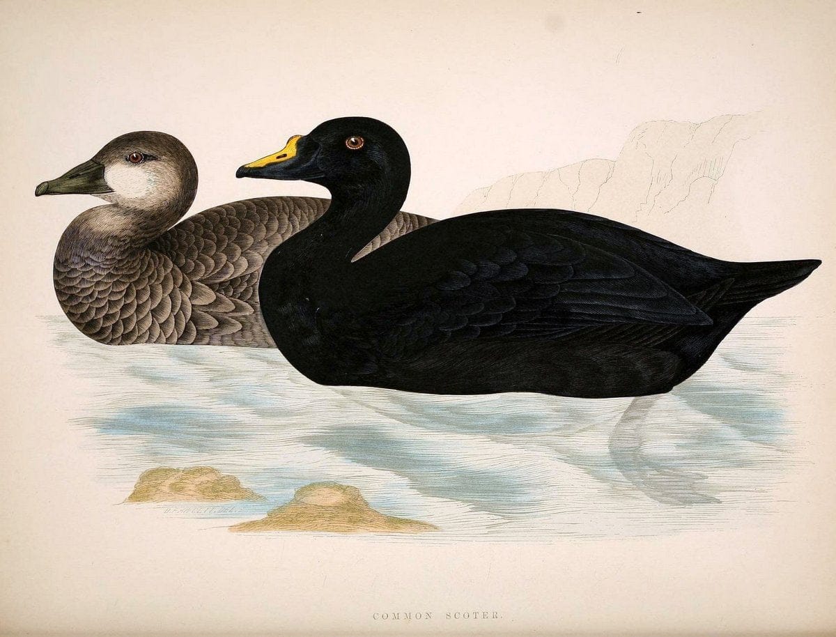 British game birds and wildfowl /.London :Groombridge and Sons . ,1855.  | Birds "Game and game-birds" "Great Britain" "Pictorial works" | Vintage Print Reproduction 464252