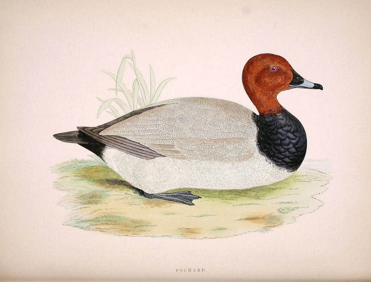 British game birds and wildfowl /.London :Groombridge and Sons . ,1855.  | Birds "Game and game-birds" "Great Britain" "Pictorial works" | Vintage Print Reproduction 464255