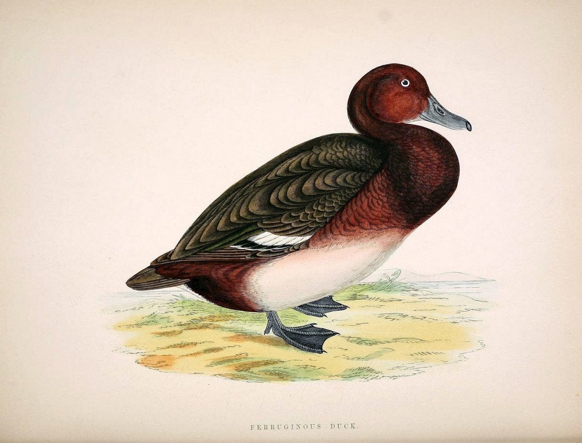 British game birds and wildfowl /.London :Groombridge and Sons . ,1855.  | Birds "Game and game-birds" "Great Britain" "Pictorial works" | Vintage Print Reproduction 464256