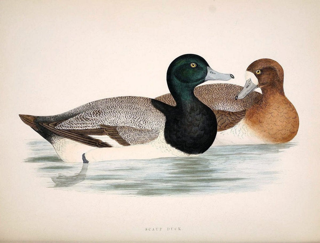 British game birds and wildfowl /.London :Groombridge and Sons . ,1855.  | Birds "Game and game-birds" "Great Britain" "Pictorial works" | Vintage Print Reproduction 464257