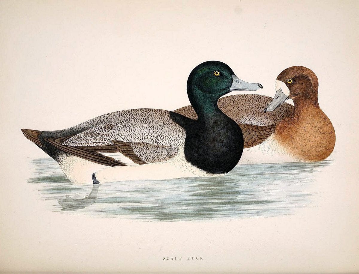 British game birds and wildfowl /.London :Groombridge and Sons . ,1855.  | Birds "Game and game-birds" "Great Britain" "Pictorial works" | Vintage Print Reproduction 464257