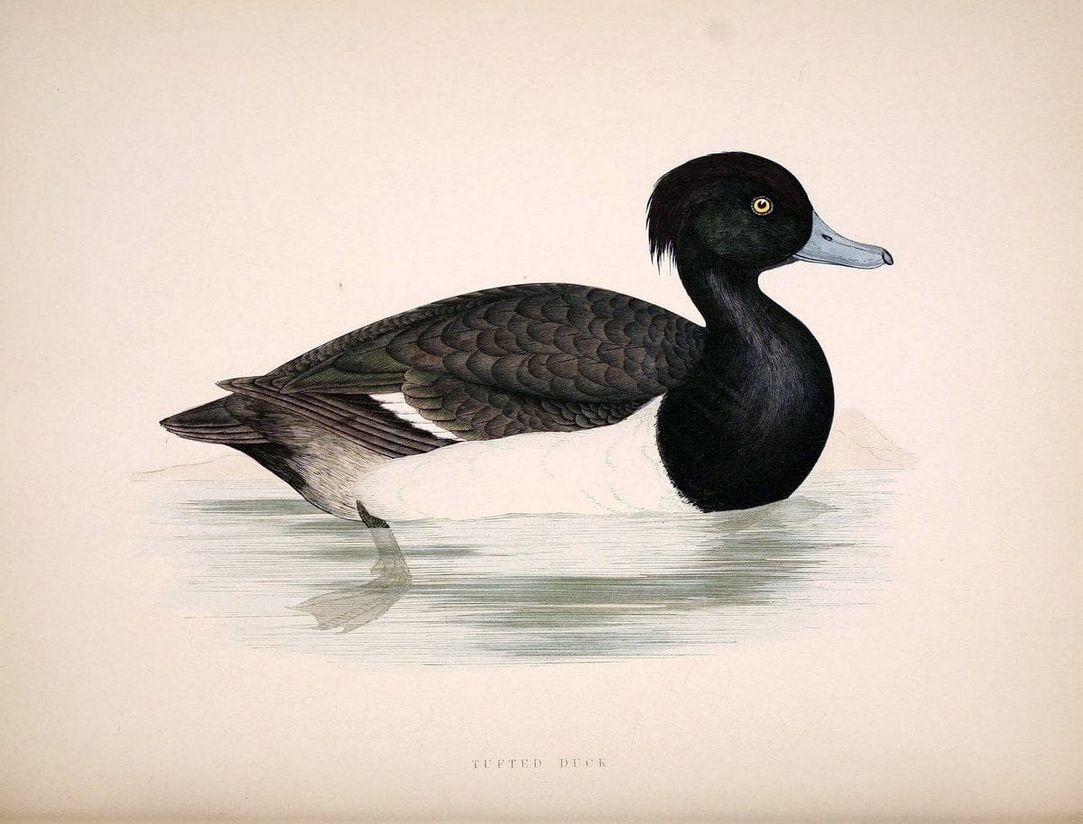 British game birds and wildfowl /.London :Groombridge and Sons . ,1855.  | Birds "Game and game-birds" "Great Britain" "Pictorial works" | Vintage Print Reproduction 464258