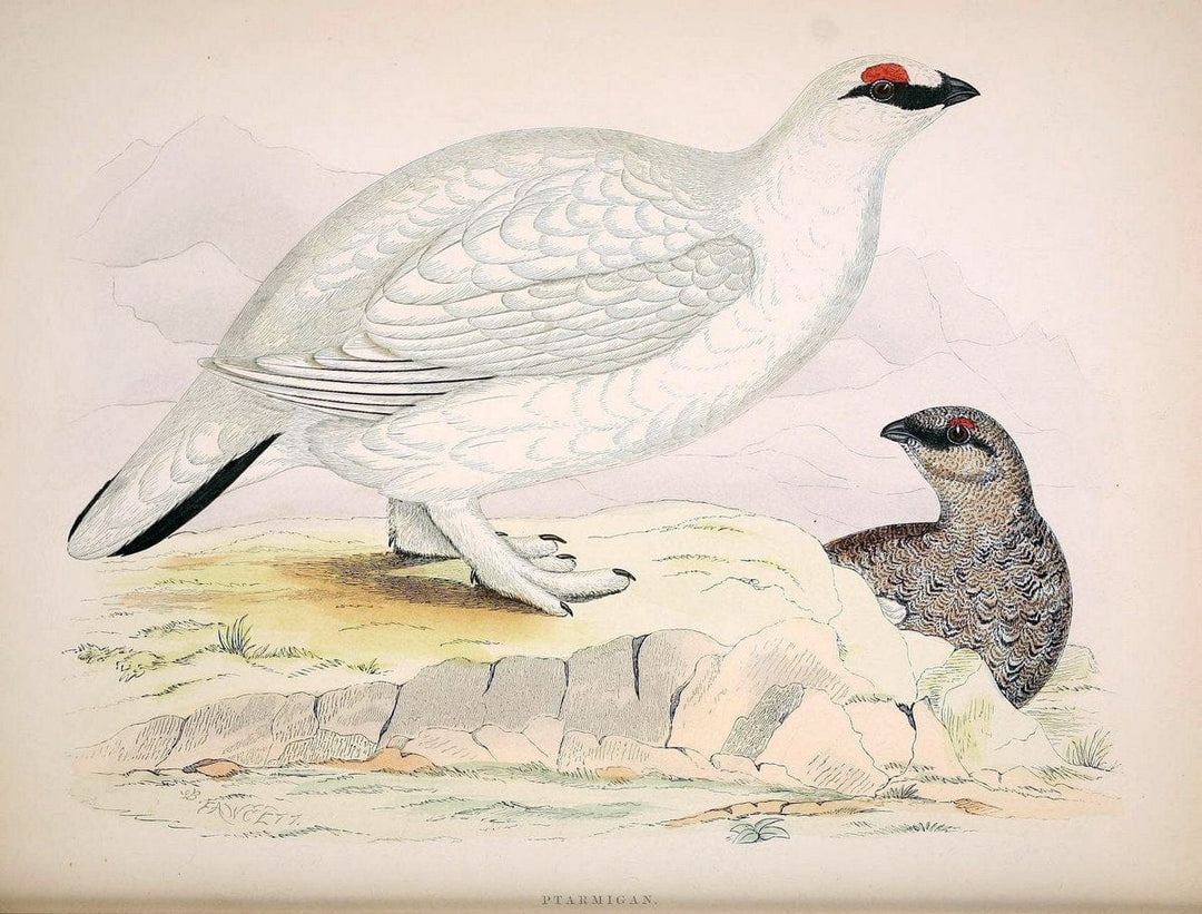 British game birds and wildfowl /.London :Groombridge and Sons . ,1855.  | Birds "Game and game-birds" "Great Britain" "Pictorial works" | Vintage Print Reproduction 464265