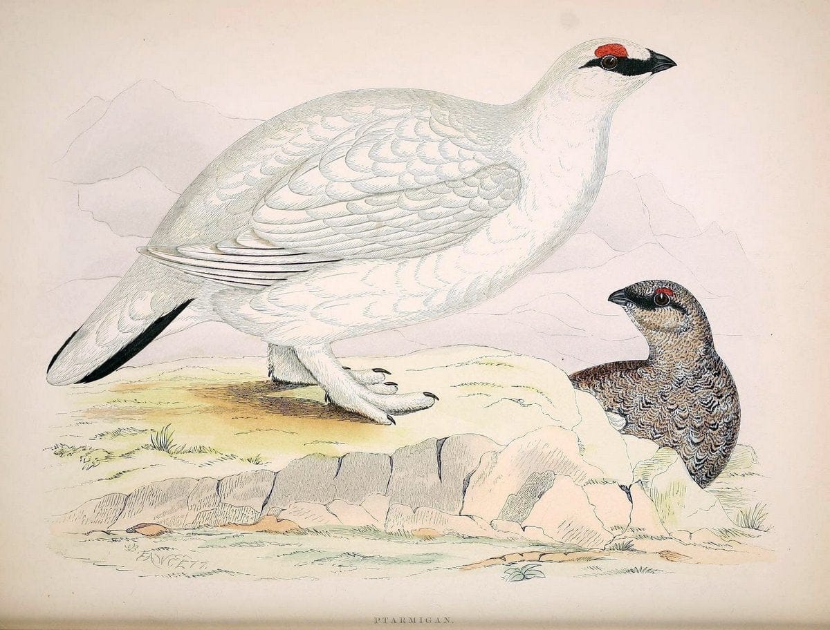 British game birds and wildfowl /.London :Groombridge and Sons . ,1855.  | Birds "Game and game-birds" "Great Britain" "Pictorial works" | Vintage Print Reproduction 464265