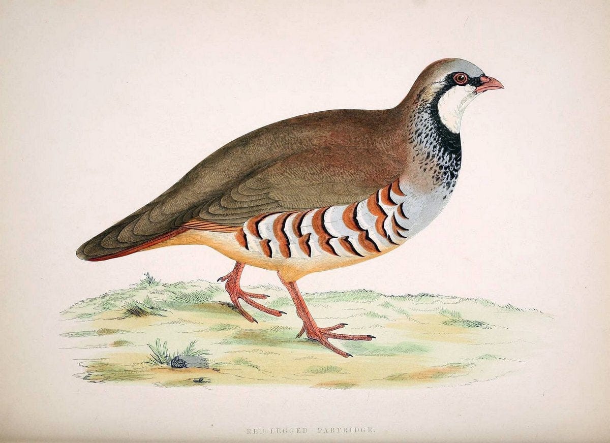 British game birds and wildfowl /.London :Groombridge and Sons . ,1855.  | Birds "Game and game-birds" "Great Britain" "Pictorial works" | Vintage Print Reproduction 464267