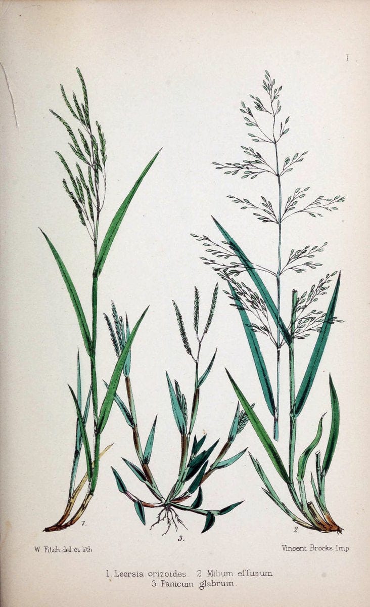British grassesLondon :Reeve & co.,1867. |  | Vintage Print Reproduction 464268