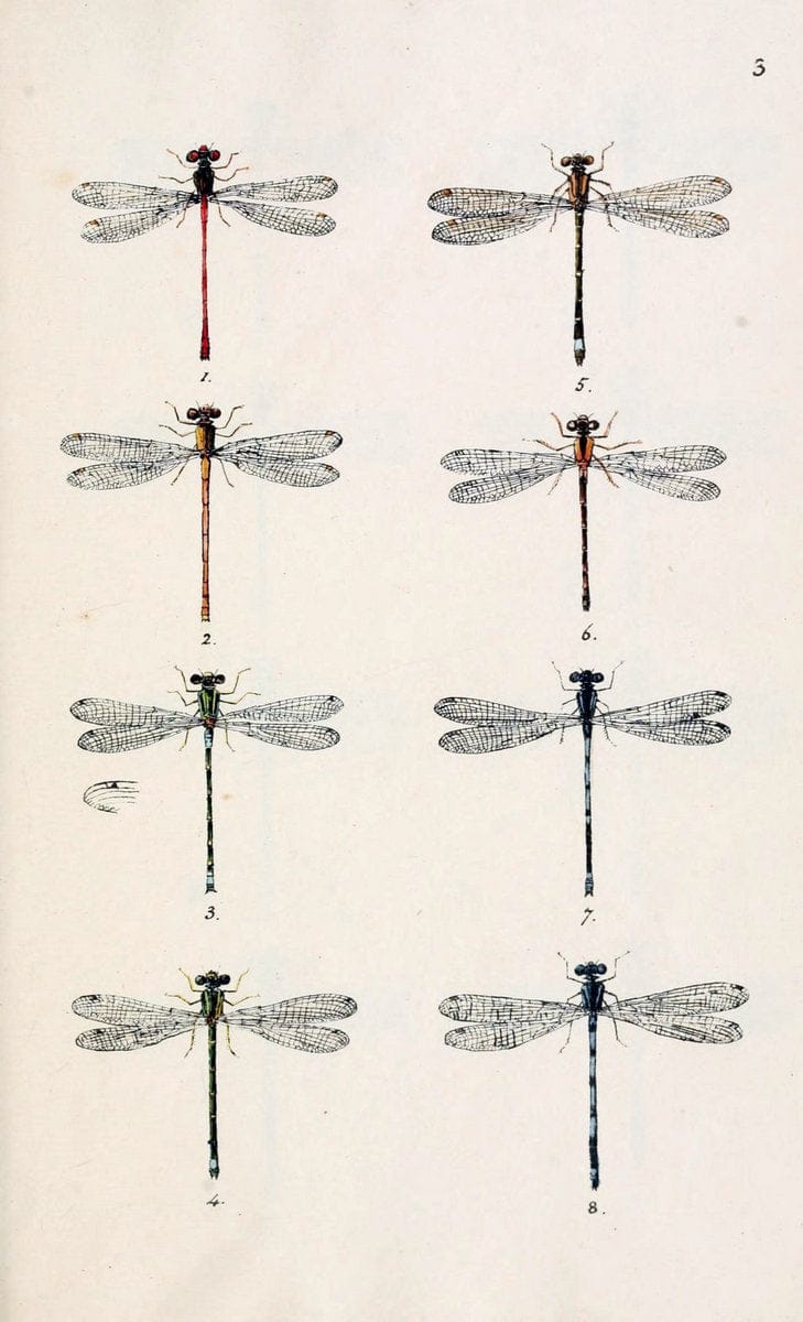 British libellulinae, or, Dragon flies :.London :Printed by J.C. Bridgewater,1845.  | Dragonflies "Great Britain" | Vintage Print Reproduction 464286