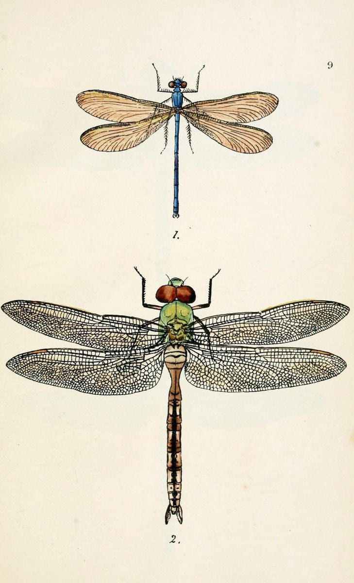 British libellulinae, or, Dragon flies :.London :Printed by J.C. Bridgewater,1845.  | Dragonflies "Great Britain" | Vintage Print Reproduction 464292