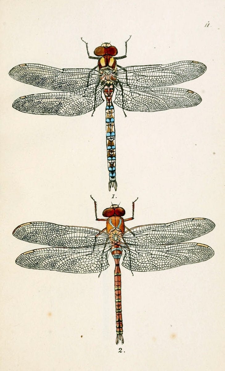 British libellulinae, or, Dragon flies :.London :Printed by J.C. Bridgewater,1845.  | Dragonflies "Great Britain" | Vintage Print Reproduction 464294