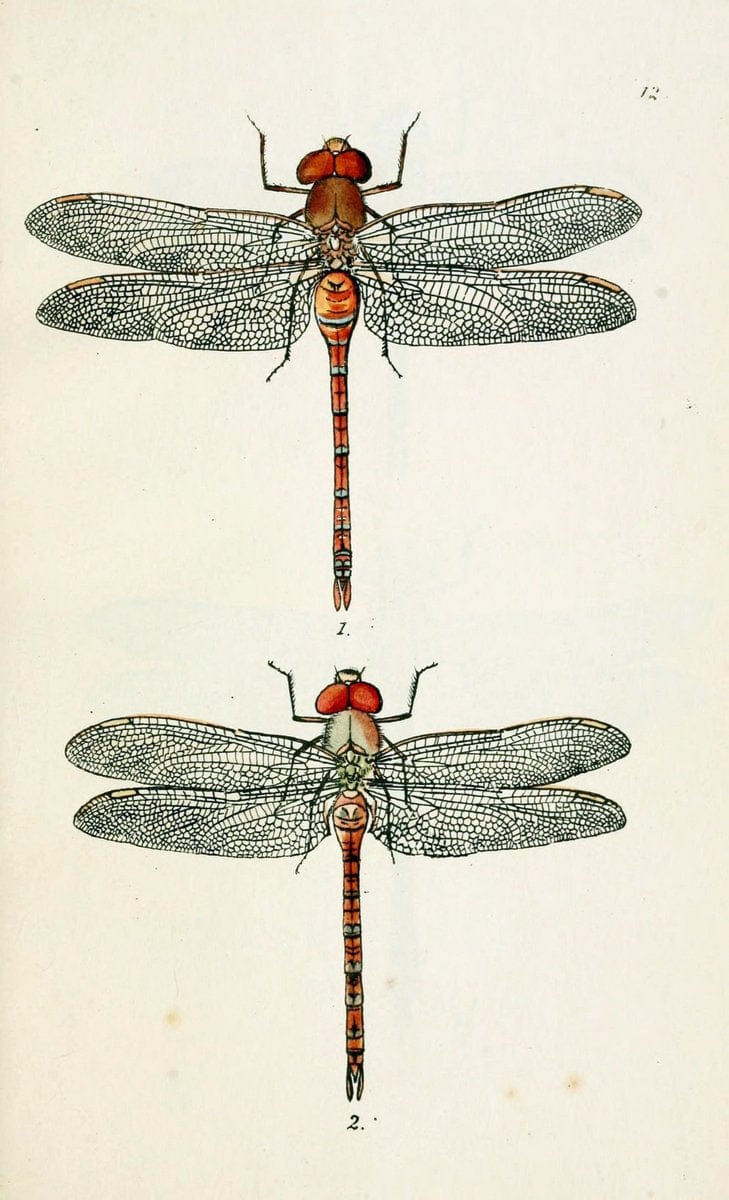 British libellulinae, or, Dragon flies :.London :Printed by J.C. Bridgewater,1845.  | Dragonflies "Great Britain" | Vintage Print Reproduction 464295