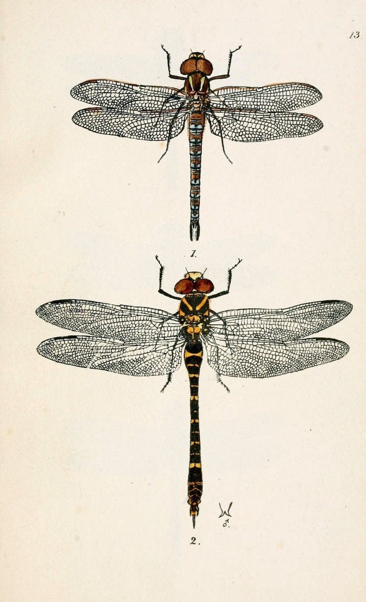 British libellulinae, or, Dragon flies :.London :Printed by J.C. Bridgewater,1845.  | Dragonflies "Great Britain" | Vintage Print Reproduction 464296