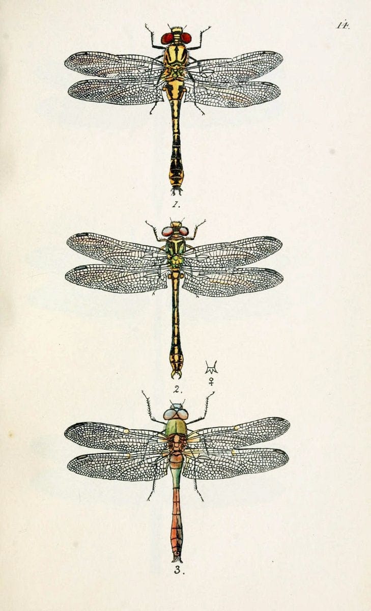 British libellulinae, or, Dragon flies :.London :Printed by J.C. Bridgewater,1845.  | Dragonflies "Great Britain" | Vintage Print Reproduction 464297