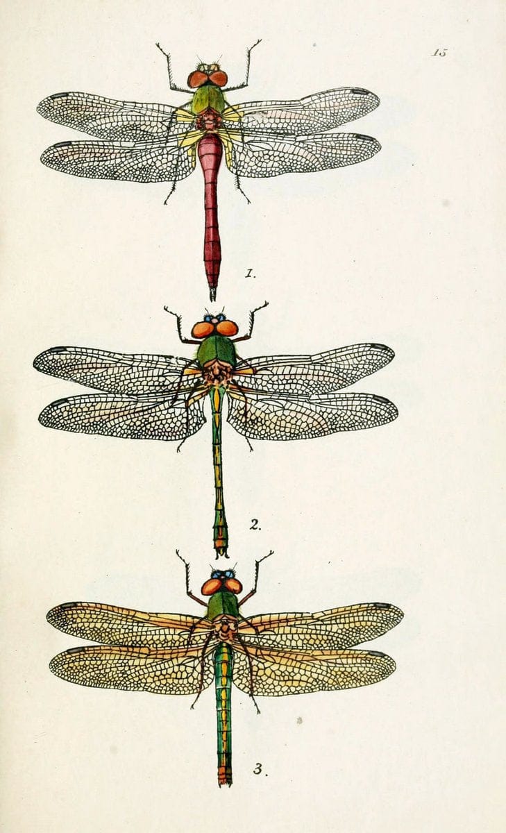 British libellulinae, or, Dragon flies :.London :Printed by J.C. Bridgewater,1845.  | Dragonflies "Great Britain" | Vintage Print Reproduction 464298