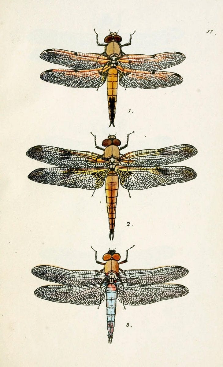 British libellulinae, or, Dragon flies :.London :Printed by J.C. Bridgewater,1845.  | Dragonflies "Great Britain" | Vintage Print Reproduction 464300