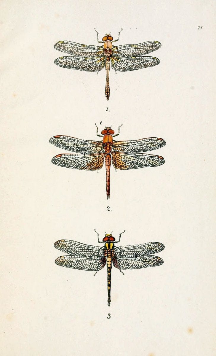 British libellulinae, or, Dragon flies :.London :Printed by J.C. Bridgewater,1845.  | Dragonflies "Great Britain" | Vintage Print Reproduction 464304