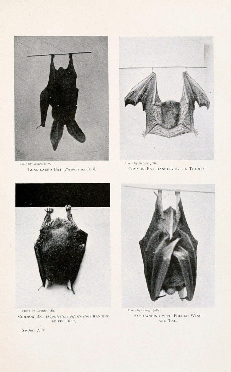British mammals by Sir Harry Johnston.London,Hutchinson,1903. |  | Vintage Print Reproduction 464306