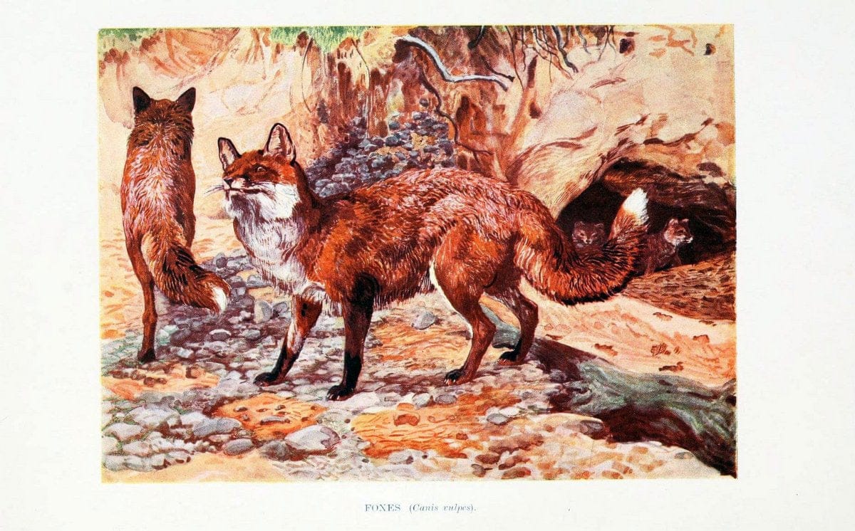British mammals by Sir Harry Johnston.London,Hutchinson,1903. |  | Vintage Print Reproduction 464308