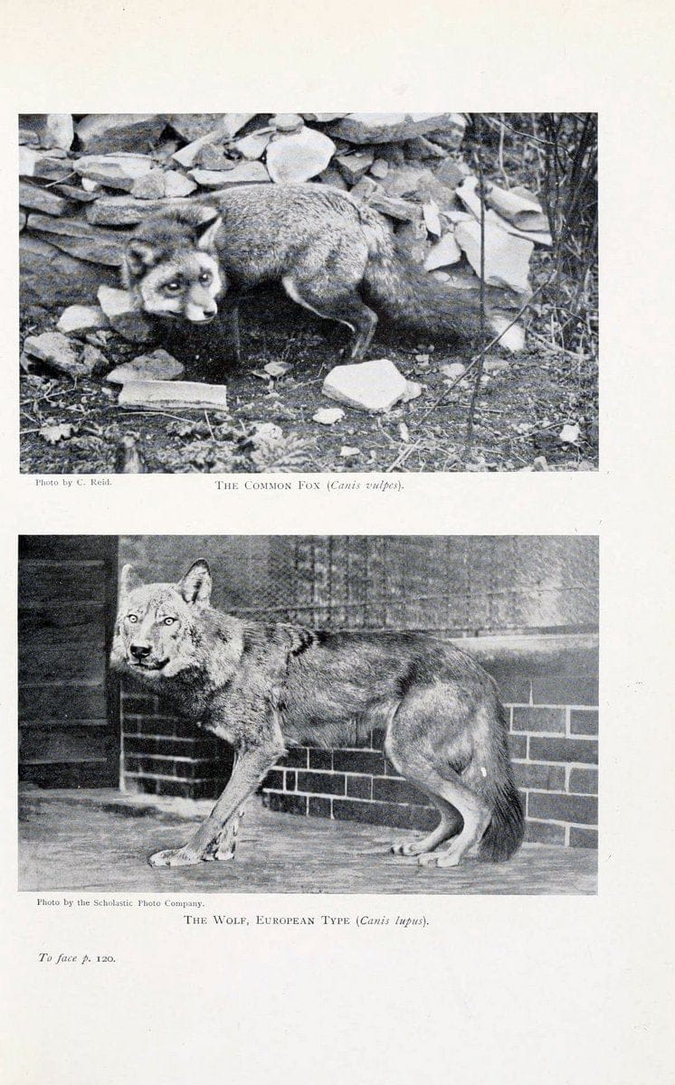 British mammals by Sir Harry Johnston.London,Hutchinson,1903. |  | Vintage Print Reproduction 464309