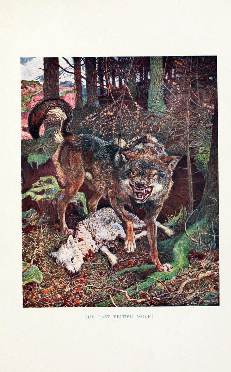 British mammals by Sir Harry Johnston.London,Hutchinson,1903. |  | Vintage Print Reproduction 464310