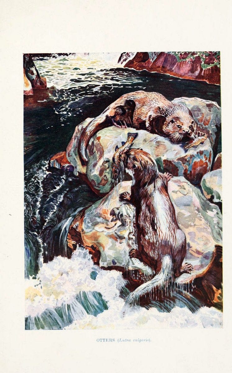 British mammals by Sir Harry Johnston.London,Hutchinson,1903. |  | Vintage Print Reproduction 464313