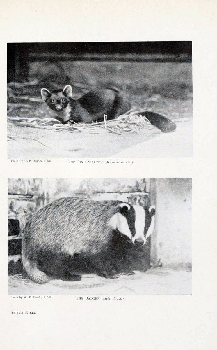 British mammals by Sir Harry Johnston.London,Hutchinson,1903. |  | Vintage Print Reproduction 464314