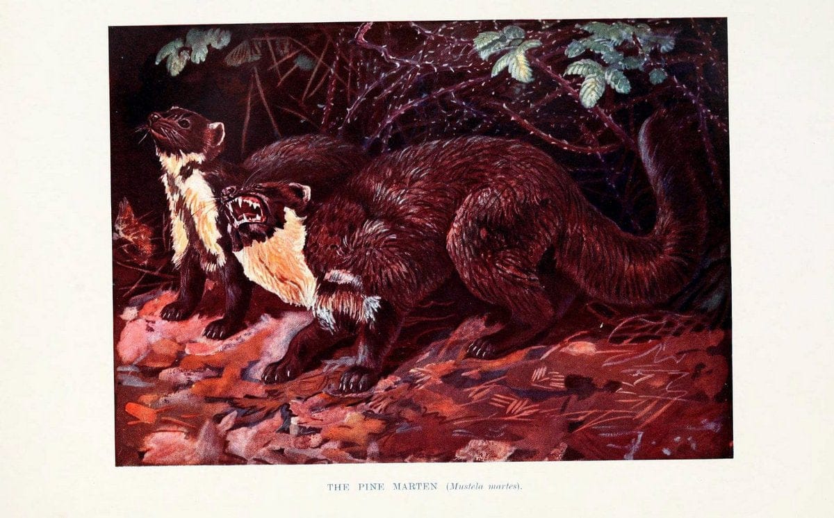 British mammals by Sir Harry Johnston.London,Hutchinson,1903. |  | Vintage Print Reproduction 464316