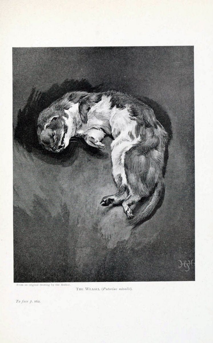 British mammals by Sir Harry Johnston.London,Hutchinson,1903. |  | Vintage Print Reproduction 464319