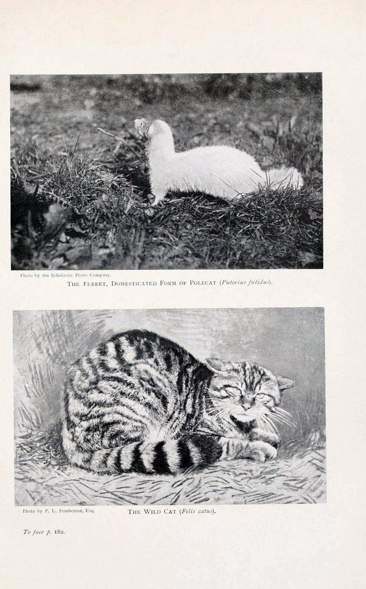 British mammals by Sir Harry Johnston.London,Hutchinson,1903. |  | Vintage Print Reproduction 464321