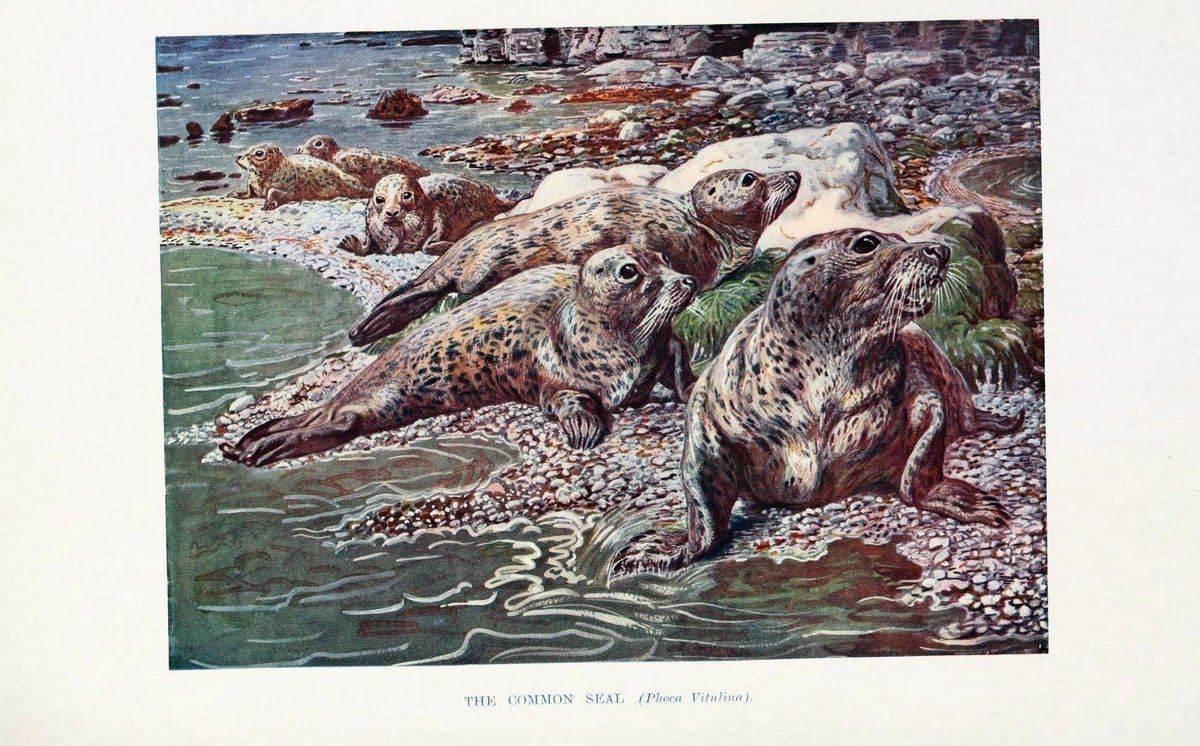 British mammals by Sir Harry Johnston.London,Hutchinson,1903. |  | Vintage Print Reproduction 464322