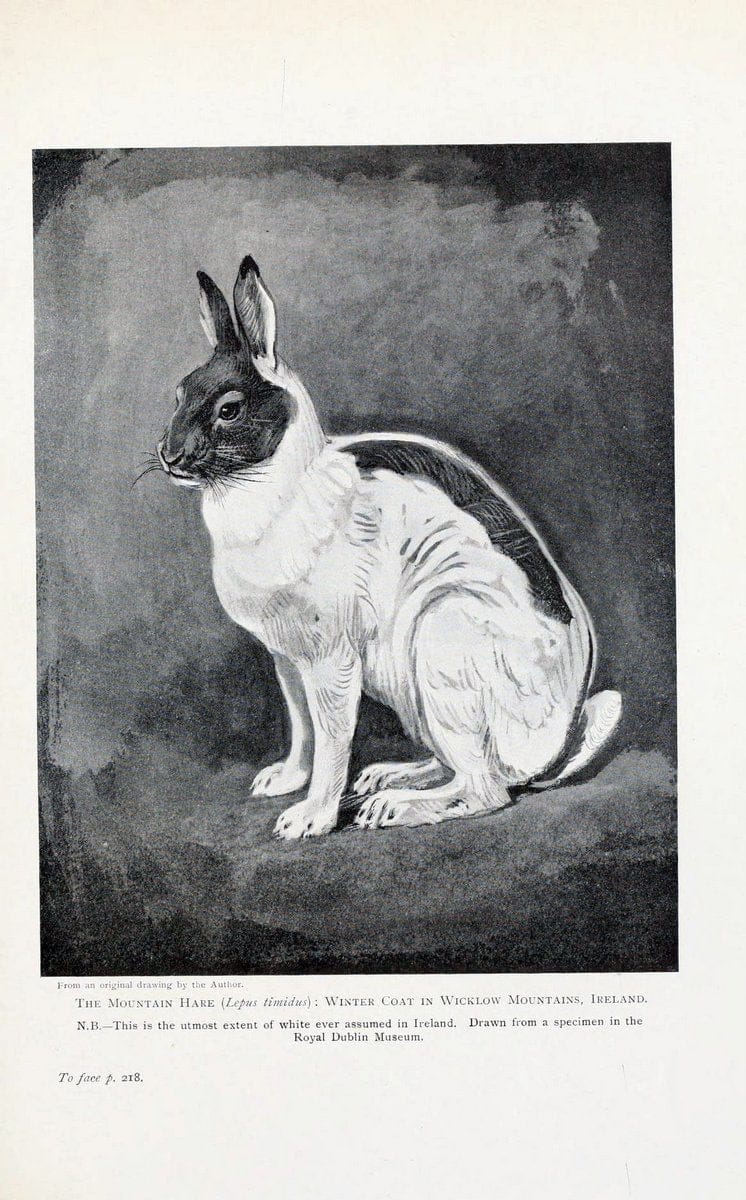 British mammals by Sir Harry Johnston.London,Hutchinson,1903. |  | Vintage Print Reproduction 464325