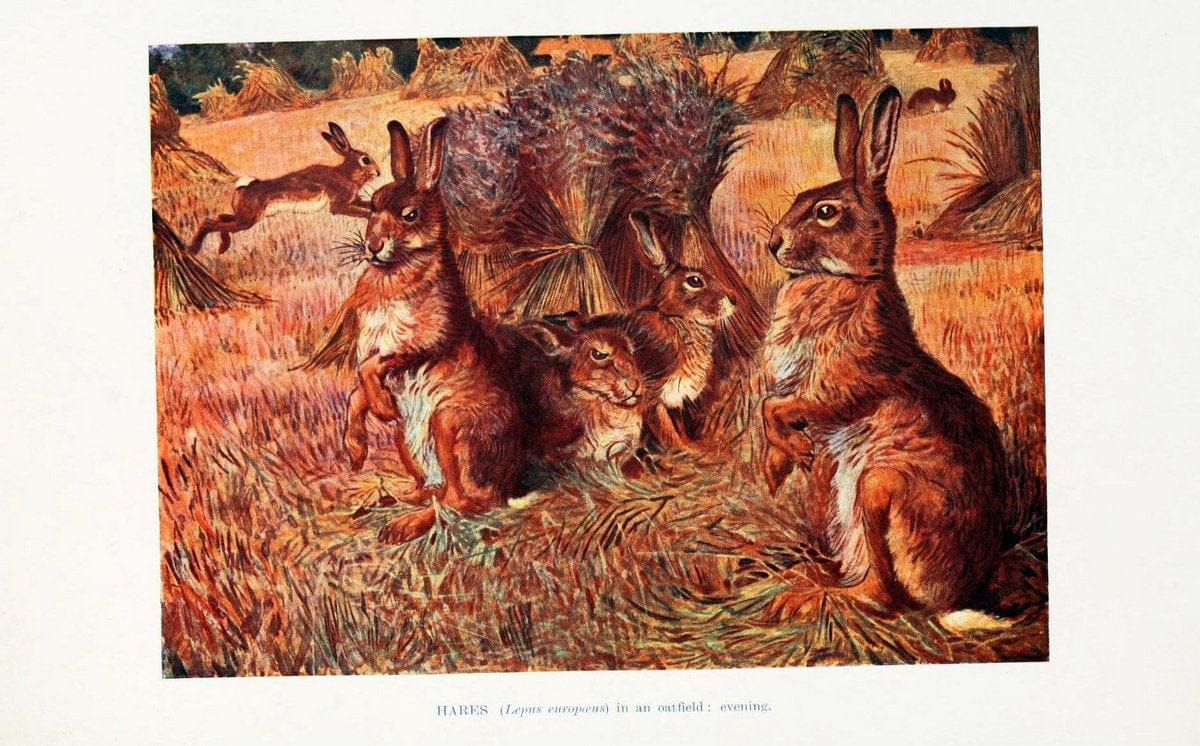 British mammals by Sir Harry Johnston.London,Hutchinson,1903. |  | Vintage Print Reproduction 464326