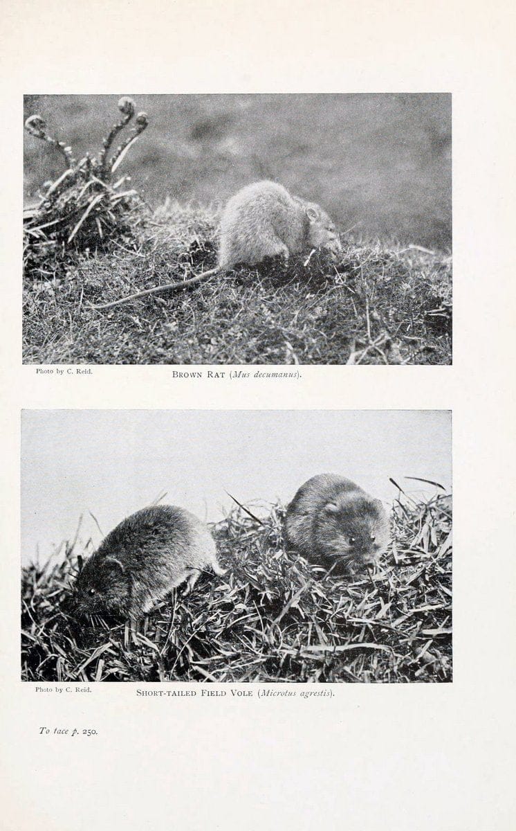 British mammals by Sir Harry Johnston.London,Hutchinson,1903. |  | Vintage Print Reproduction 464328