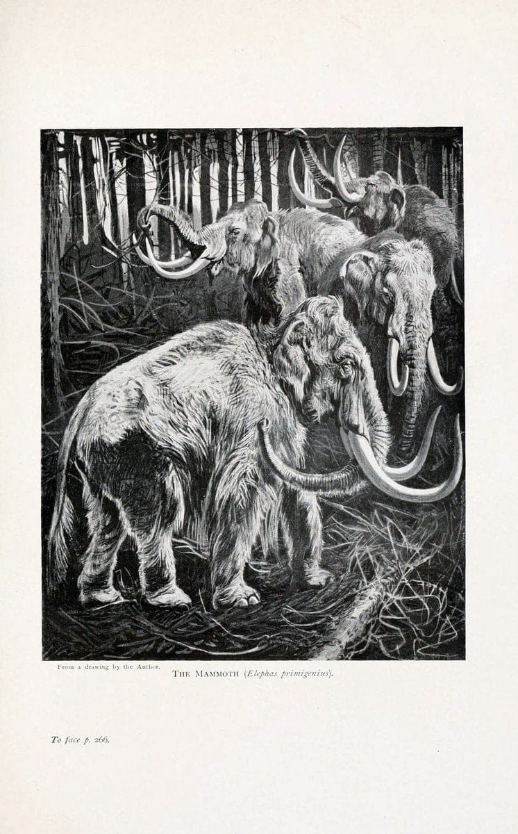 British mammals by Sir Harry Johnston.London,Hutchinson,1903. |  | Vintage Print Reproduction 464330