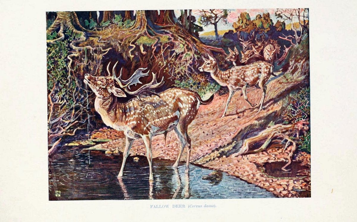 British mammals by Sir Harry Johnston.London,Hutchinson,1903. |  | Vintage Print Reproduction 464332