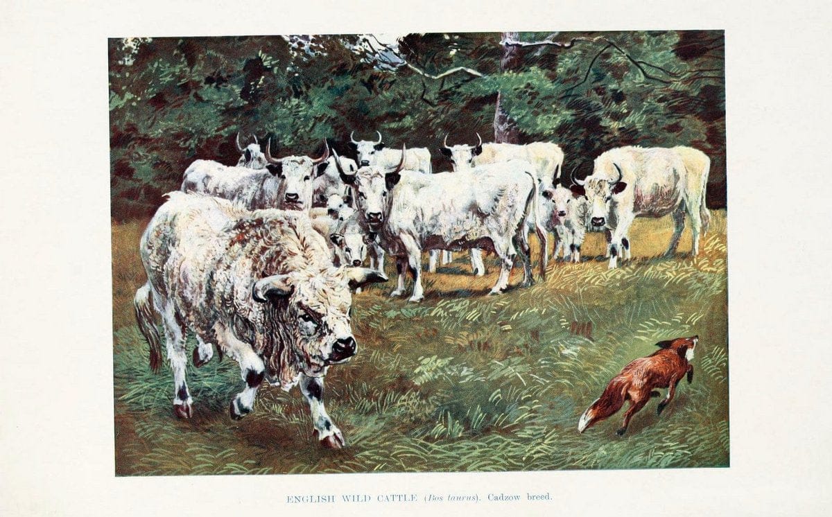British mammals by Sir Harry Johnston.London,Hutchinson,1903. |  | Vintage Print Reproduction 464334