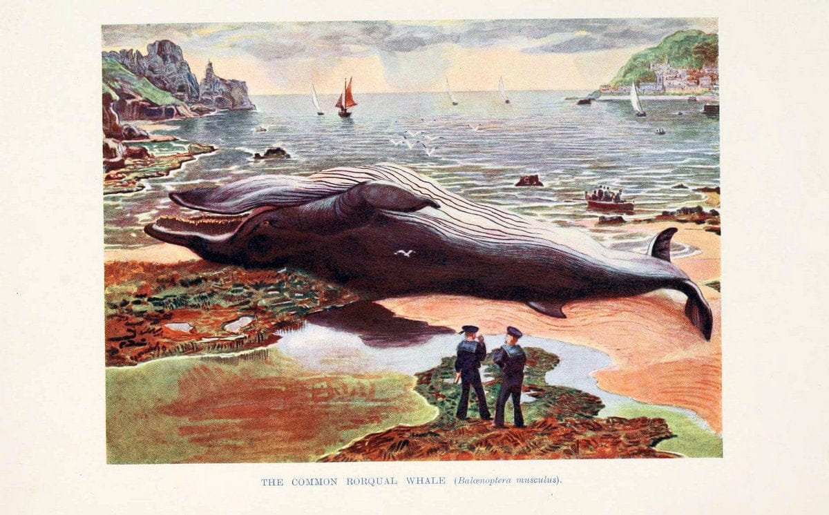 British mammals by Sir Harry Johnston.London,Hutchinson,1903. |  | Vintage Print Reproduction 464335