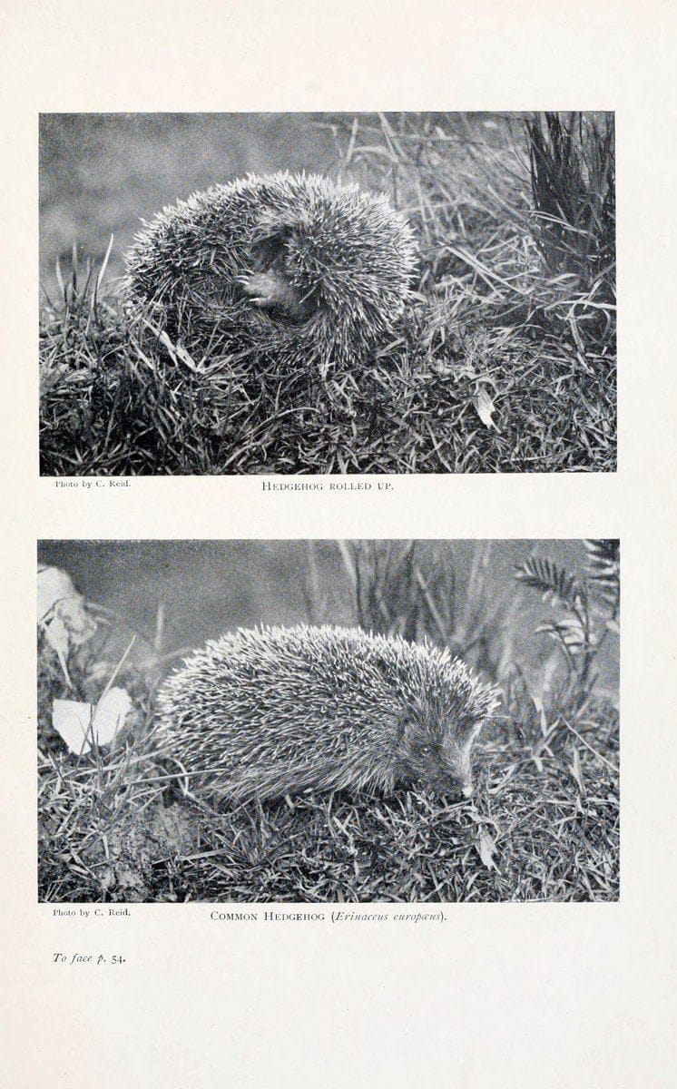 British mammals by Sir Harry Johnston.London,Hutchinson,1903. |  | Vintage Print Reproduction 464337
