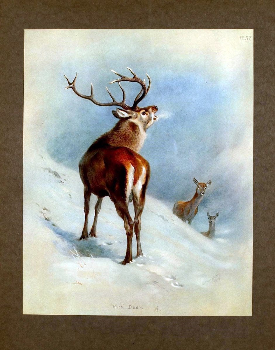 British mammals /.London, ;Longmans, Green,1920-21.  | "Great Britain" Mammals "Mammals in art"  | Vintage Print Reproduction 464344