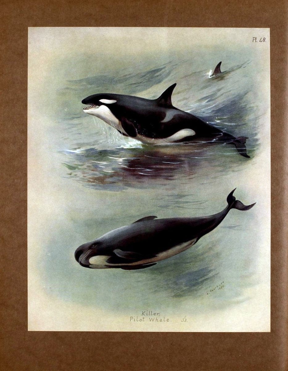 British mammals /.London, ;Longmans, Green,1920-21.  | "Great Britain" Mammals "Mammals in art"  | Vintage Print Reproduction 464345