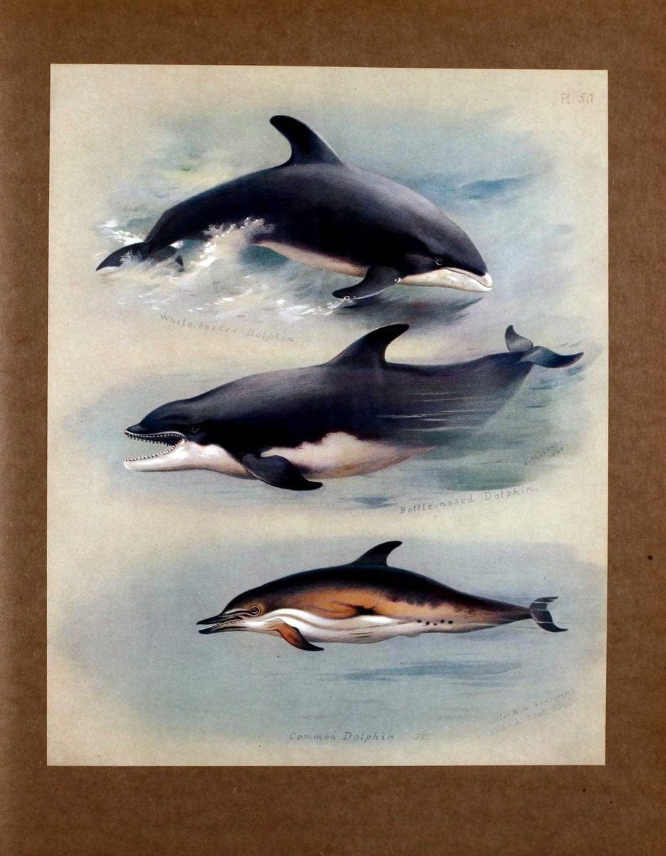 British mammals /.London, ;Longmans, Green,1920-21.  | "Great Britain" Mammals "Mammals in art"  | Vintage Print Reproduction 464347