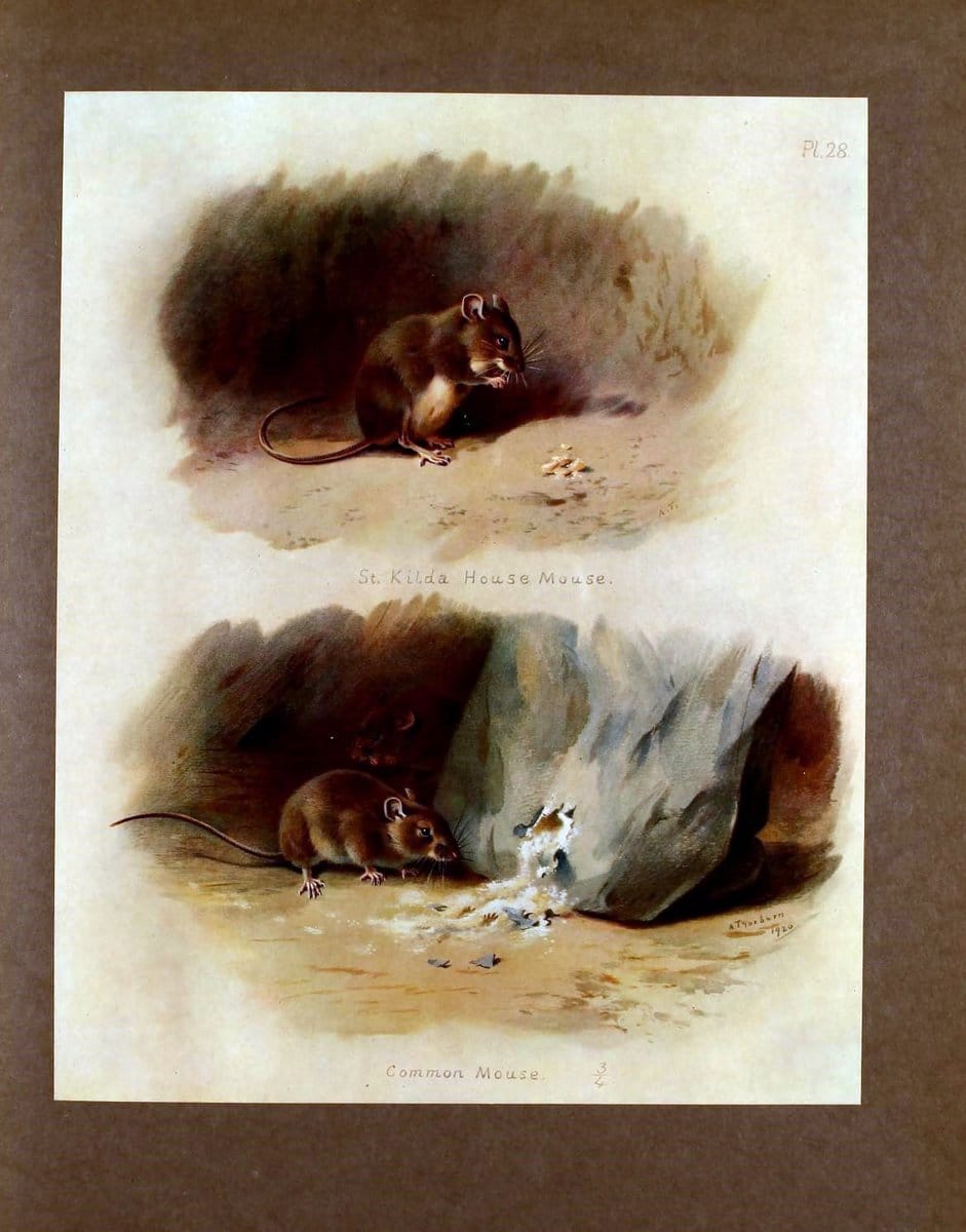 British mammals /.London, ;Longmans, Green,1920-21.  | "Great Britain" Mammals "Mammals in art"  | Vintage Print Reproduction 464351